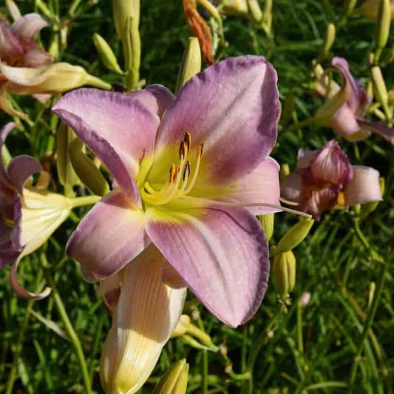 Hemerocallis 'Catherine Woodbery' ---